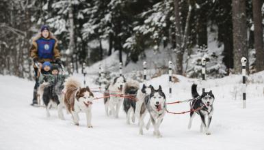 Центр подготовки ездовых собак «Белый ветер» ждет на новогодние каникулы